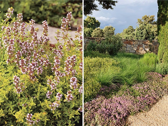 Un jardín con  aroma a tomillo